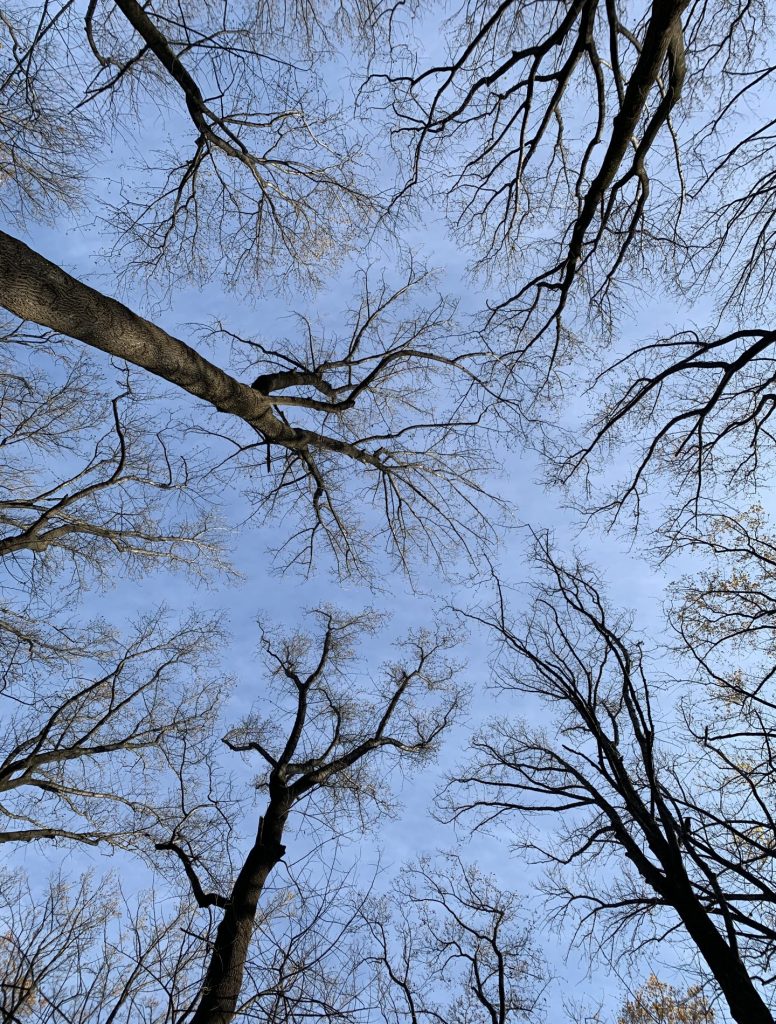 Tree tops and sky