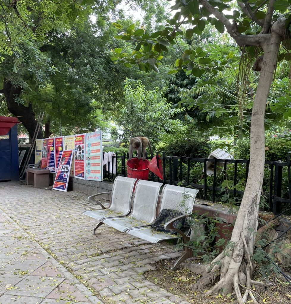Monkey looking through trash