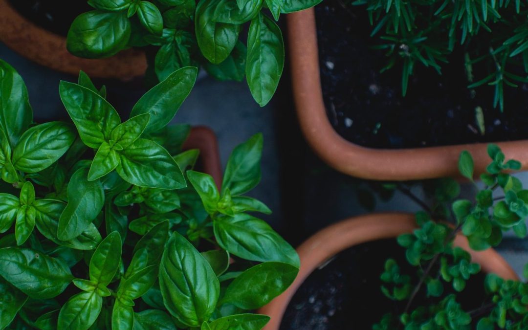Herbs and Spices, Not Sugar and Fat