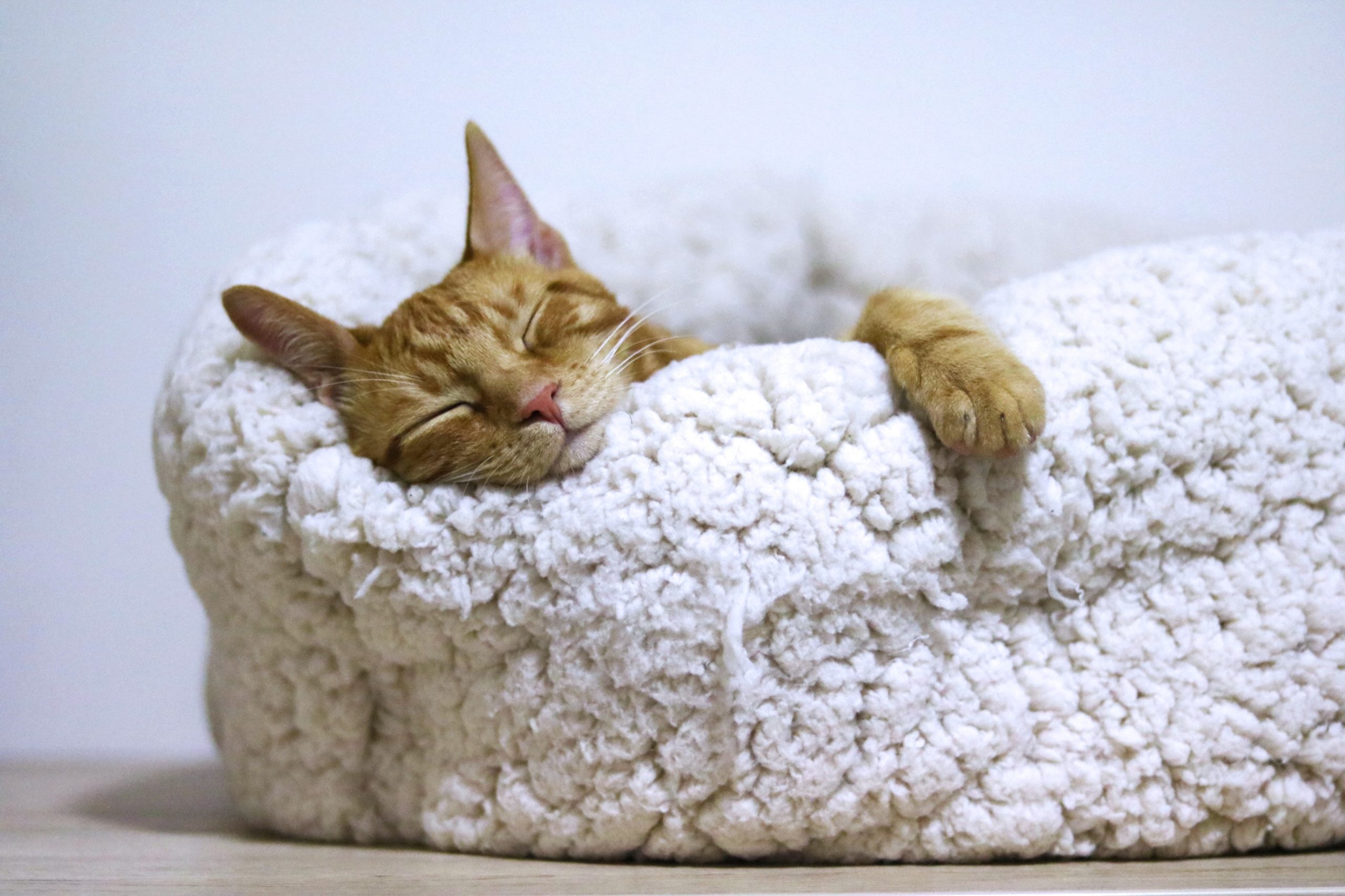 A tabby cat very relaxed on a soft cushion