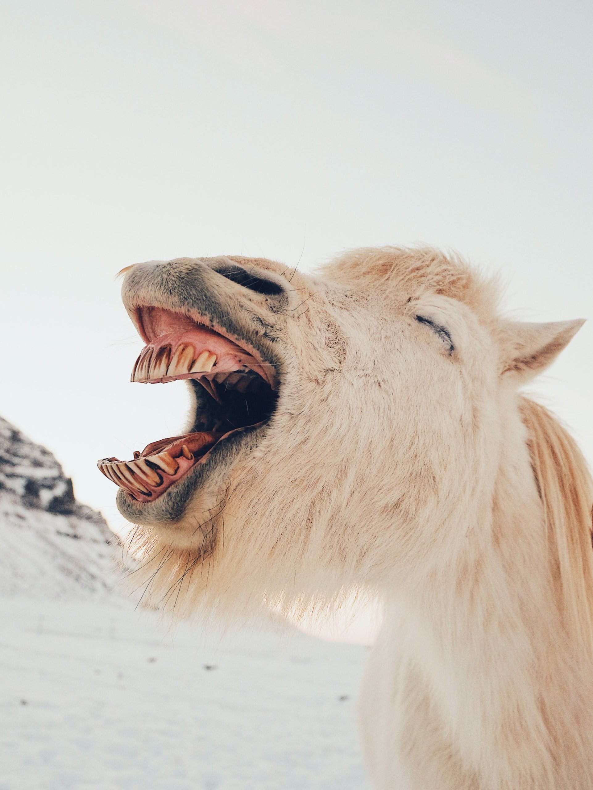 Shaggy pony laughing